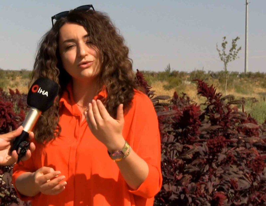 Amarant Bitkisi Afyonkarahisar’dan Sonra İlk Kez Aksaray’da Yetiştirildi