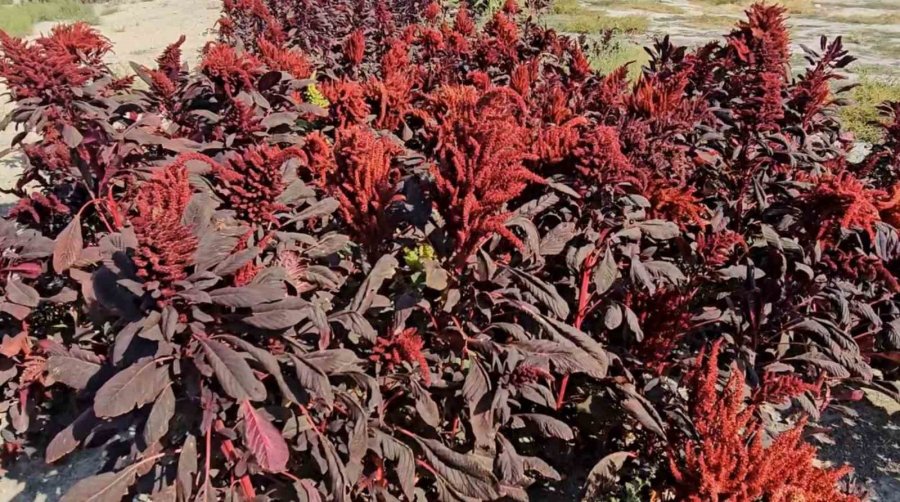 Amarant Bitkisi Afyonkarahisar’dan Sonra İlk Kez Aksaray’da Yetiştirildi