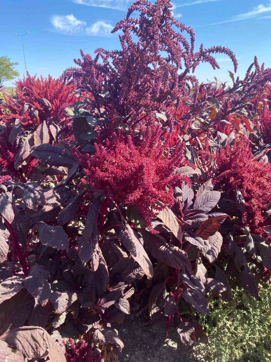 Amarant Bitkisi Afyonkarahisar’dan Sonra İlk Kez Aksaray’da Yetiştirildi