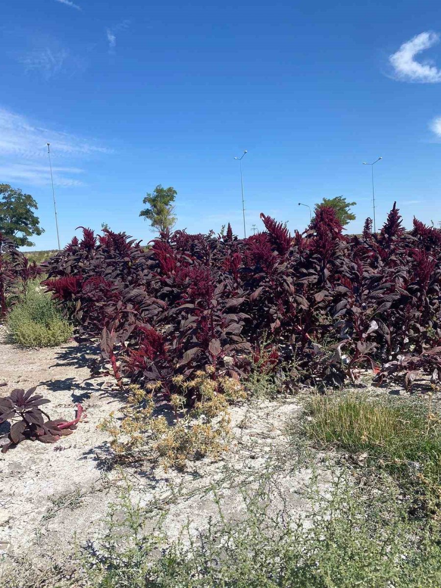 Amarant Bitkisi Afyonkarahisar’dan Sonra İlk Kez Aksaray’da Yetiştirildi