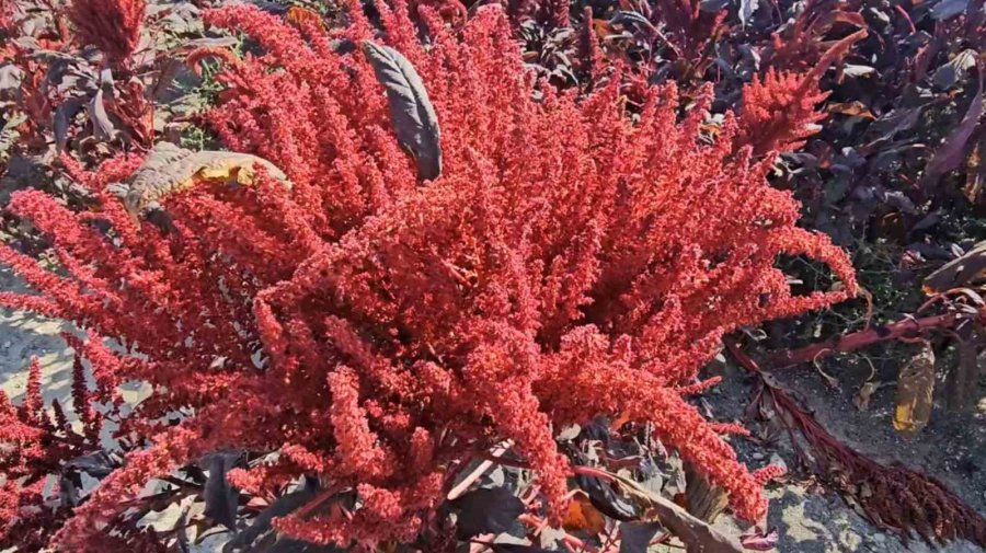 Amarant Bitkisi Afyonkarahisar’dan Sonra İlk Kez Aksaray’da Yetiştirildi