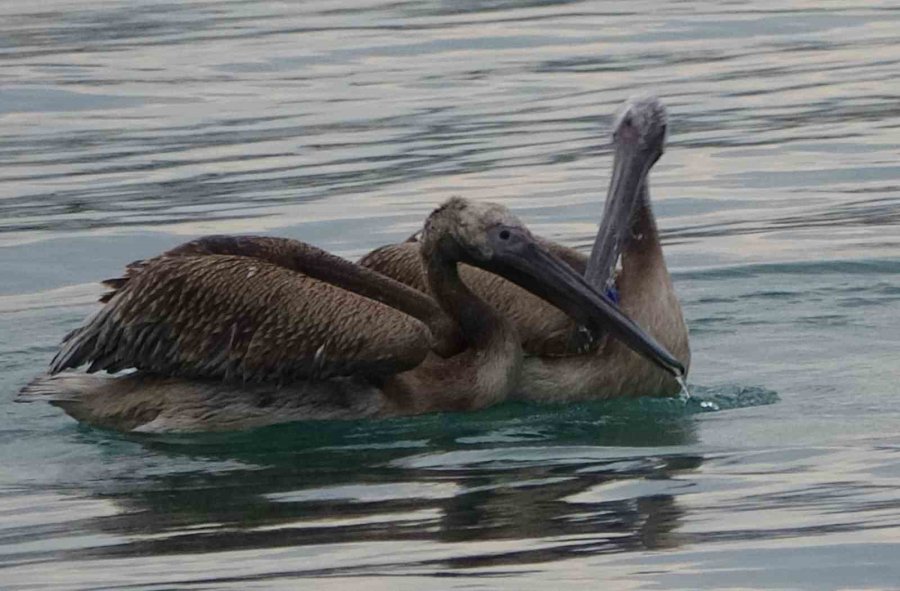 İki Pelikan Oltaya Takıldı, Yaşam Mücadelesi Verirken Balıkçılar Kurtardı