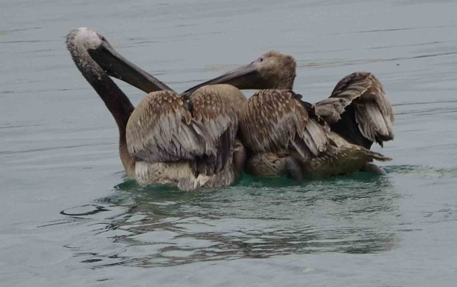 İki Pelikan Oltaya Takıldı, Yaşam Mücadelesi Verirken Balıkçılar Kurtardı