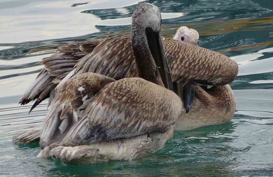İki Pelikan Oltaya Takıldı, Yaşam Mücadelesi Verirken Balıkçılar Kurtardı