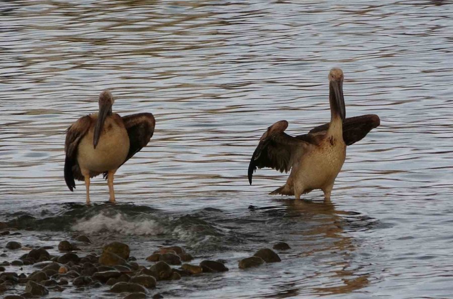 İki Pelikan Oltaya Takıldı, Yaşam Mücadelesi Verirken Balıkçılar Kurtardı