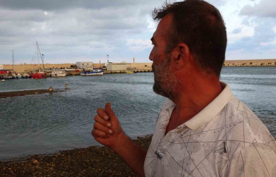 İki Pelikan Oltaya Takıldı, Yaşam Mücadelesi Verirken Balıkçılar Kurtardı