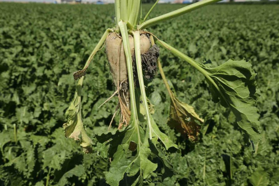 Tahıl Ambarı Konya’da 7 Milyon Ton Pancar Rekolte Beklentisi