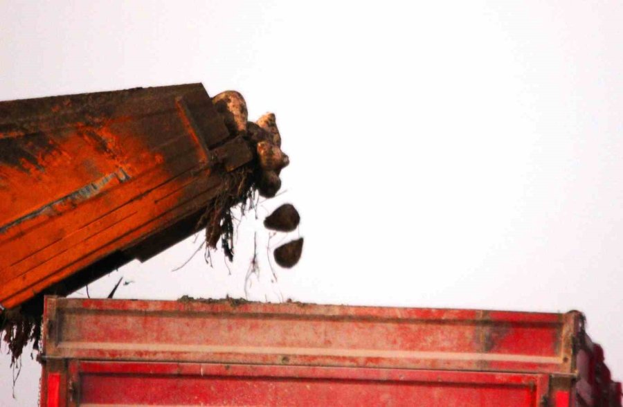 Tahıl Ambarı Konya’da 7 Milyon Ton Pancar Rekolte Beklentisi