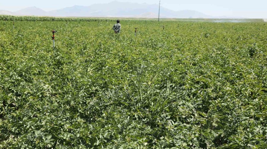 Tahıl Ambarı Konya’da 7 Milyon Ton Pancar Rekolte Beklentisi