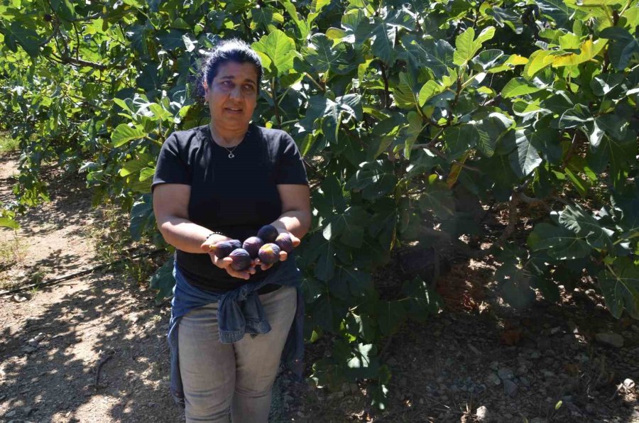 İncirde Rekolte Düştü, Fiyat Arttı