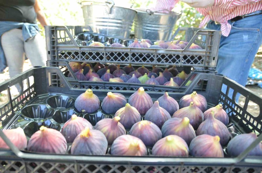 İncirde Rekolte Düştü, Fiyat Arttı