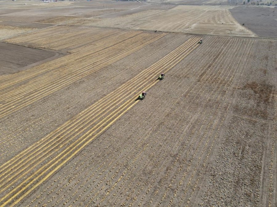 Tomarza’nın Altını Çerezlik Kabak Çekirdeği Hasadı Başladı