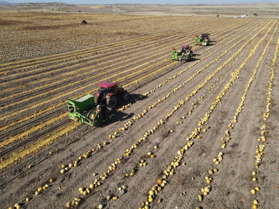 Tomarza’nın Altını Çerezlik Kabak Çekirdeği Hasadı Başladı