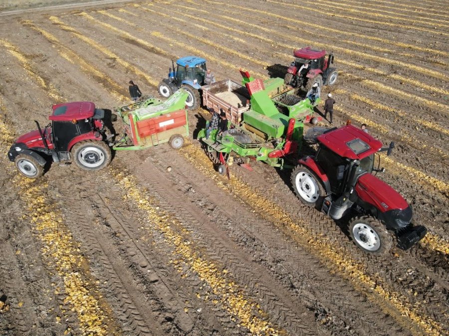 Tomarza’nın Altını Çerezlik Kabak Çekirdeği Hasadı Başladı