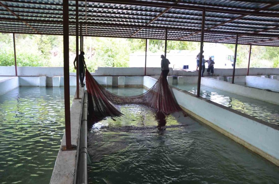 Hobi Olarak Başladığı Alabalık Tesisinde Her Yıl Milyonlarca Somon Ve Alabalık Üretiyor