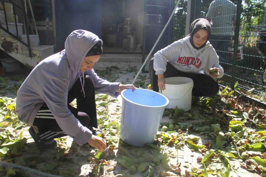 Can Güvenlikleri İçin Ağaçlardaki Cevizleri Vinçle Topluyorlar