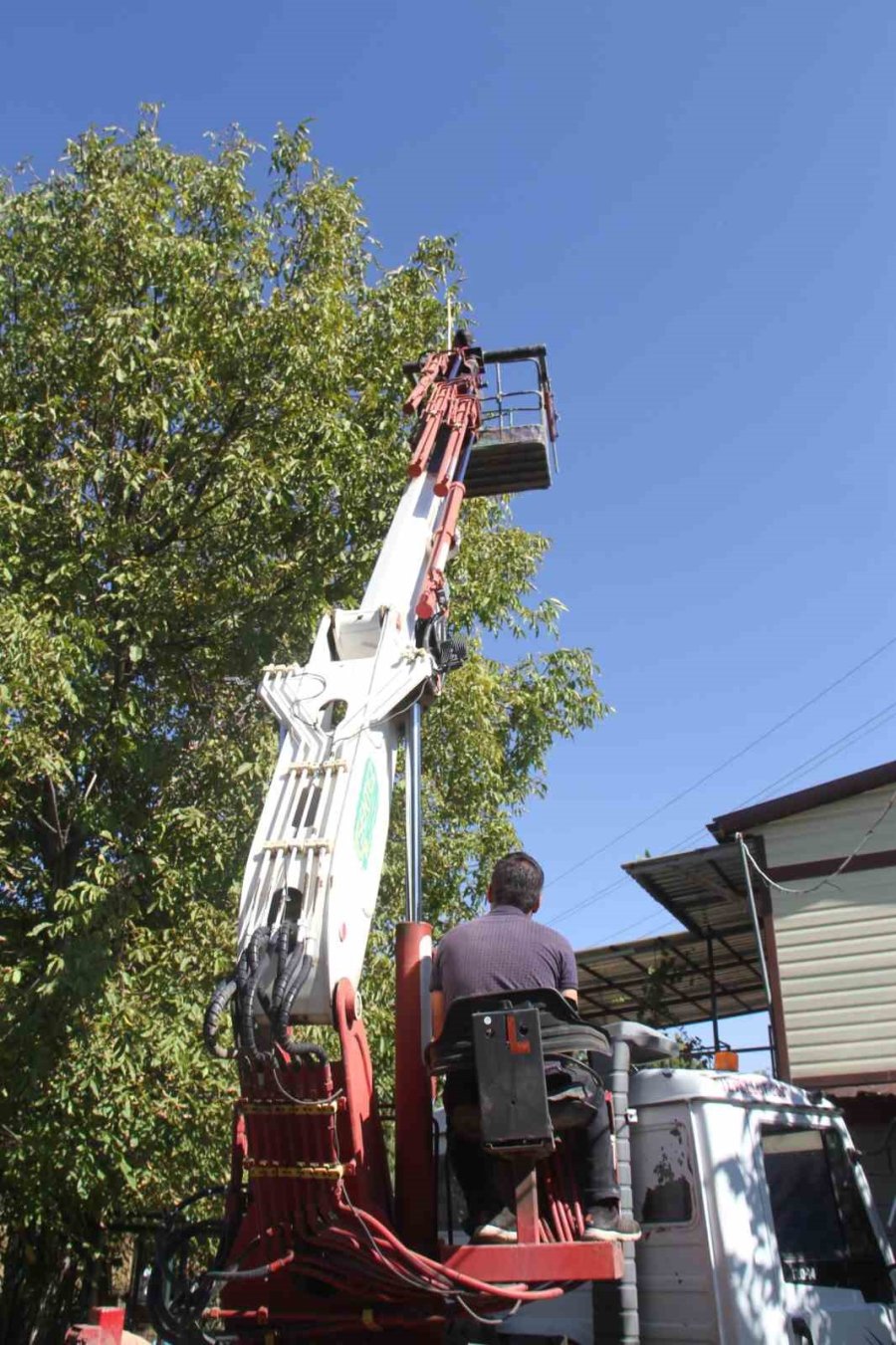 Can Güvenlikleri İçin Ağaçlardaki Cevizleri Vinçle Topluyorlar