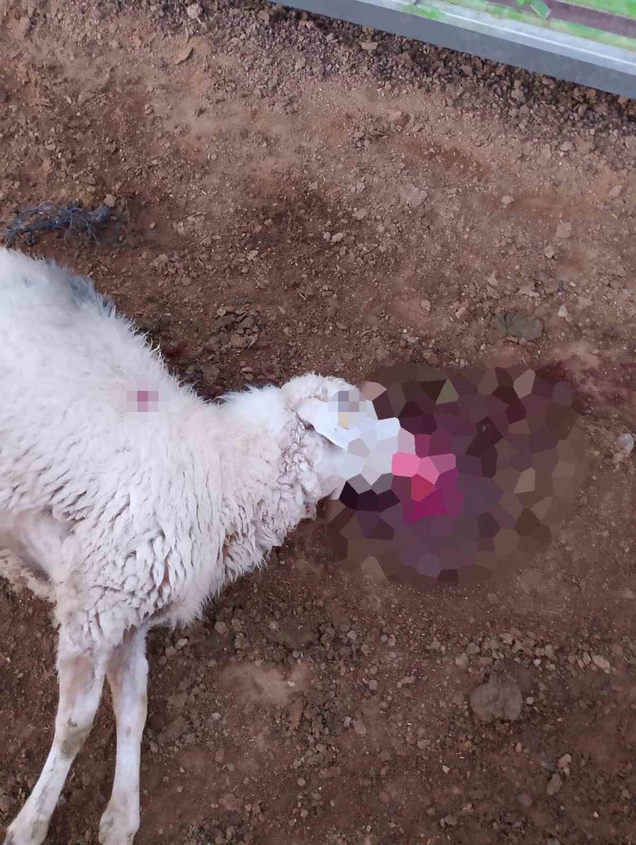 Konya’da Ağıla Giren Kurt Koyunları Telef Etti