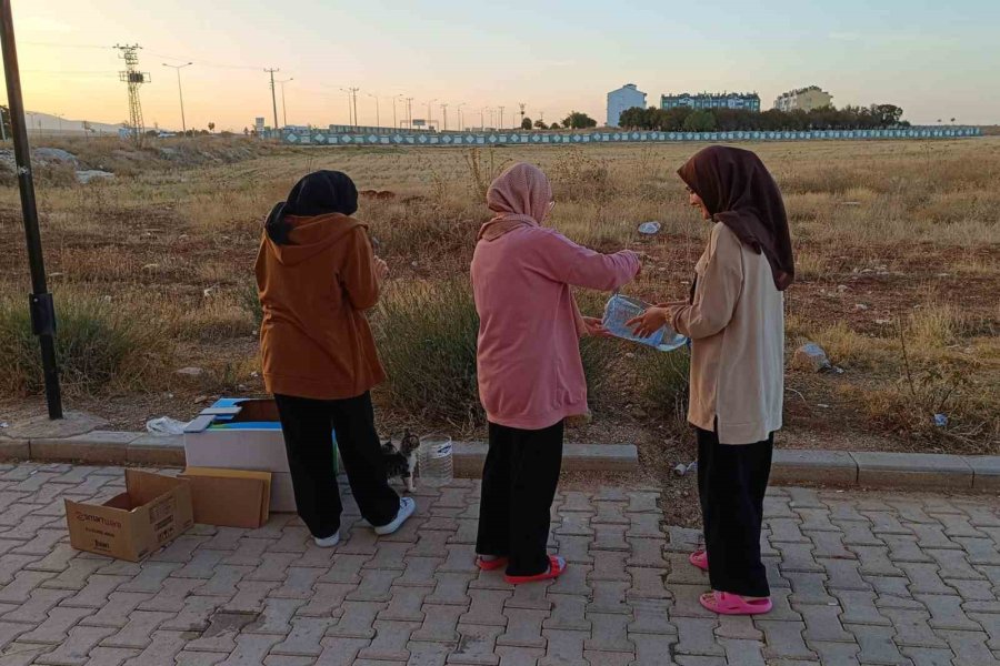 Öğrenciler Kış Öncesi Sokak Hayvanları İçin Barınak Yaptı