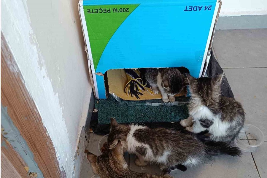 Öğrenciler Kış Öncesi Sokak Hayvanları İçin Barınak Yaptı