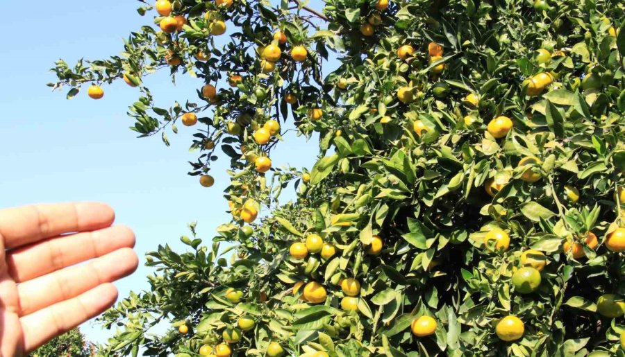 Mandalinada Bu Yıl Verim Yüksek, Fiyat Ucuz