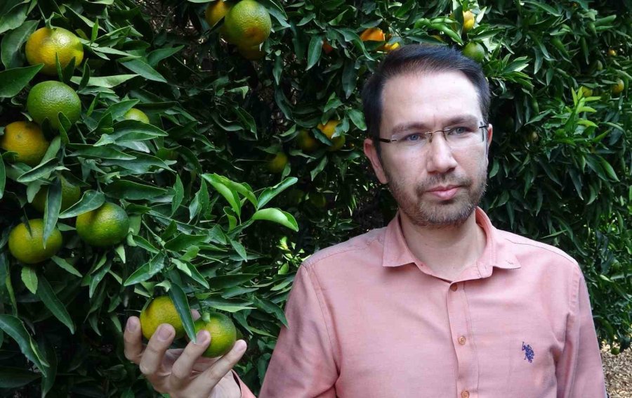 Mandalinada Bu Yıl Verim Yüksek, Fiyat Ucuz