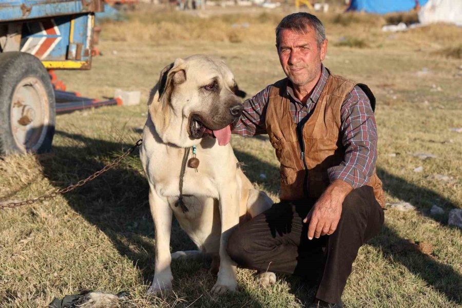 Aksaray Malaklı Köpeği Dünyaya Açıldı