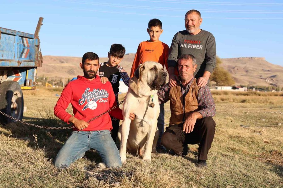 Aksaray Malaklı Köpeği Dünyaya Açıldı