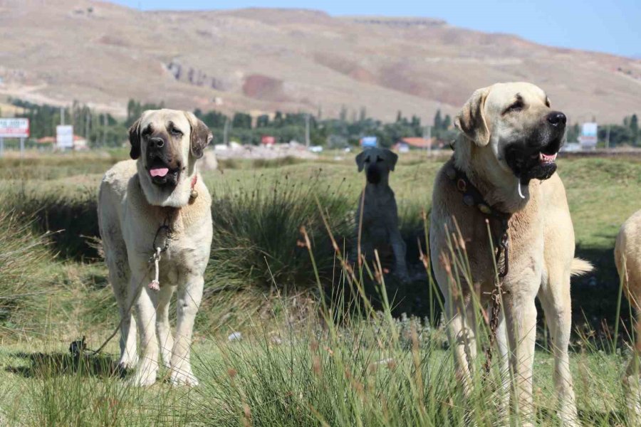 Aksaray Malaklı Köpeği Dünyaya Açıldı