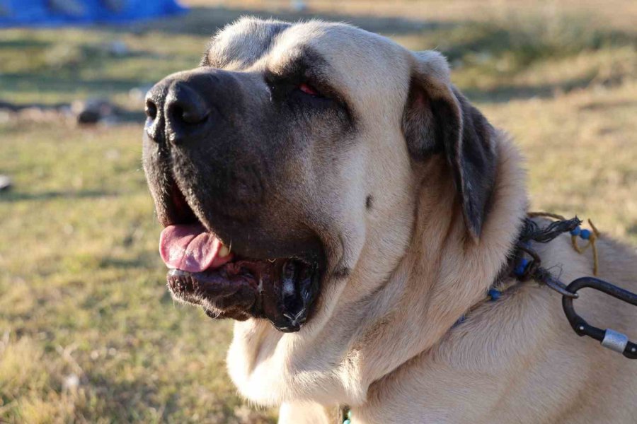 Aksaray Malaklı Köpeği Dünyaya Açıldı