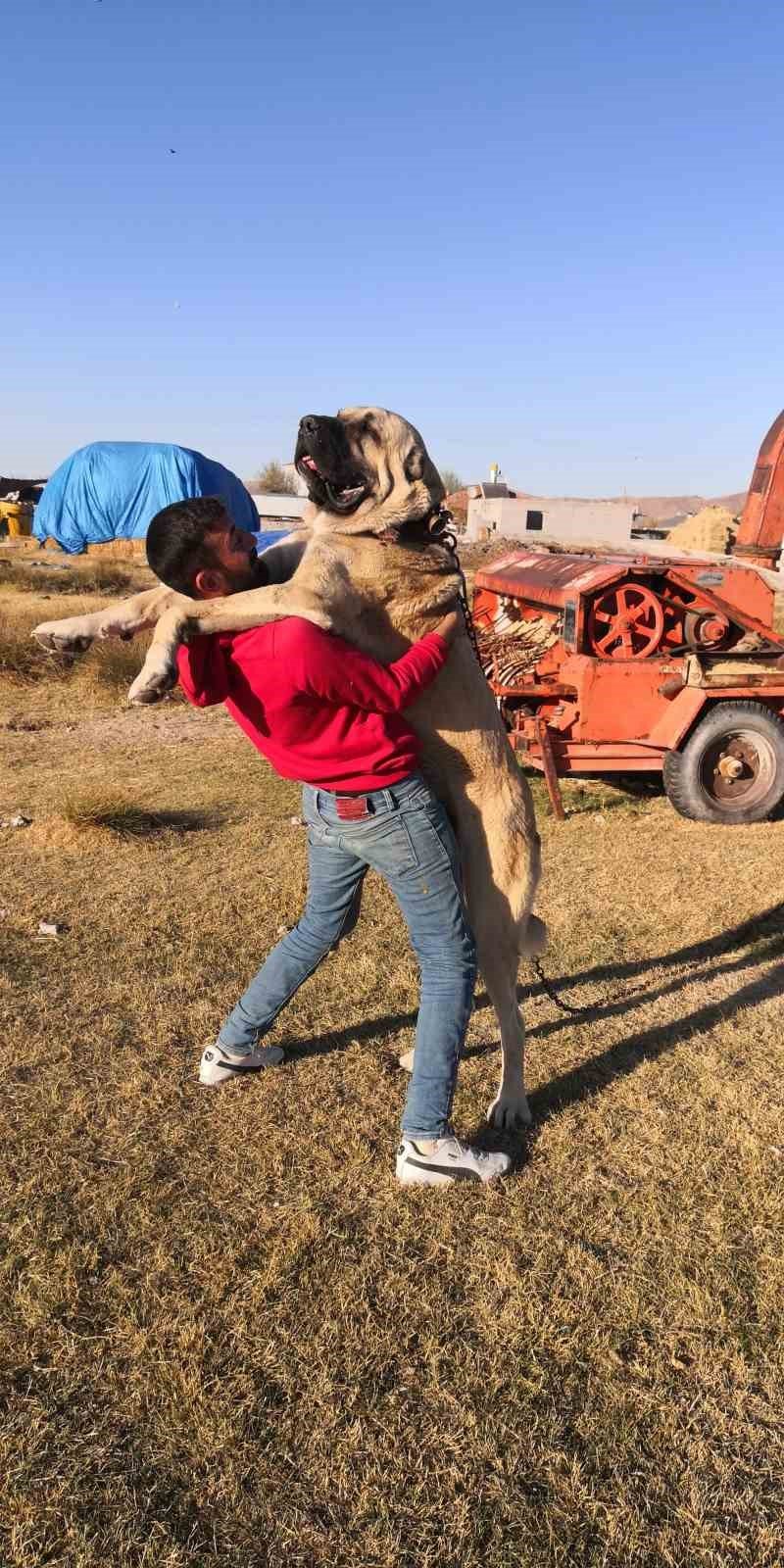 Aksaray Malaklı Köpeği Dünyaya Açıldı