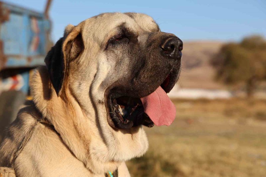 Aksaray Malaklı Köpeği Dünyaya Açıldı