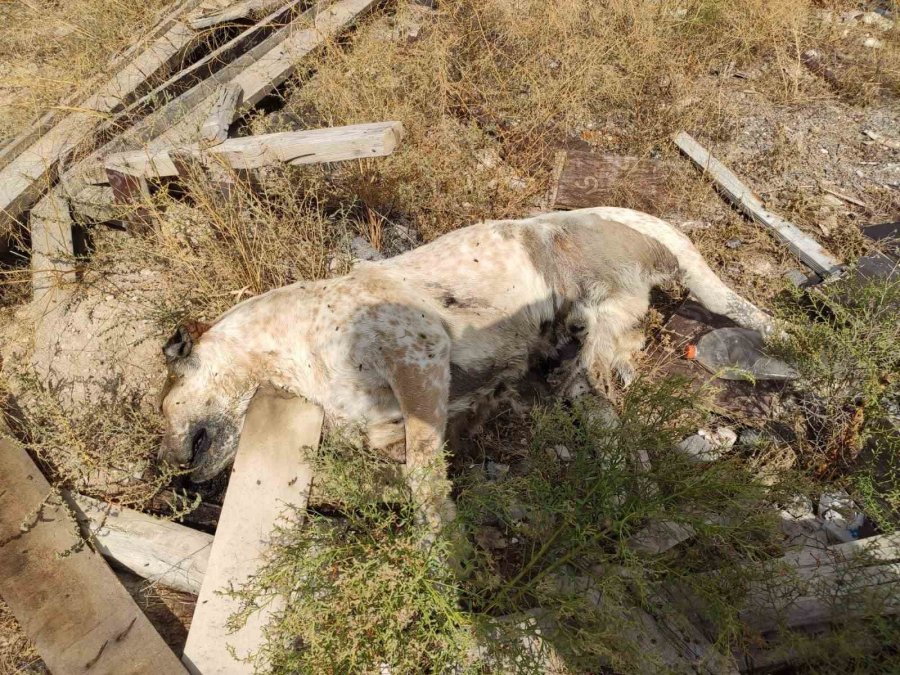 1 Hafta İçinde Bulunan Onlarca Ölü Köpek Hayvanseverleri Ayağa Kaldırdı