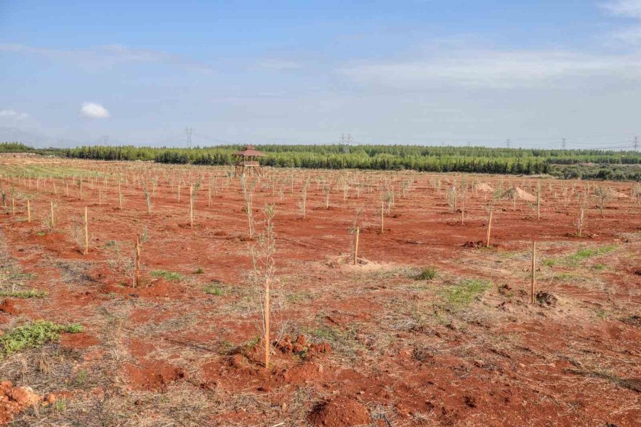 Kepez’den Zeytin Hasadı