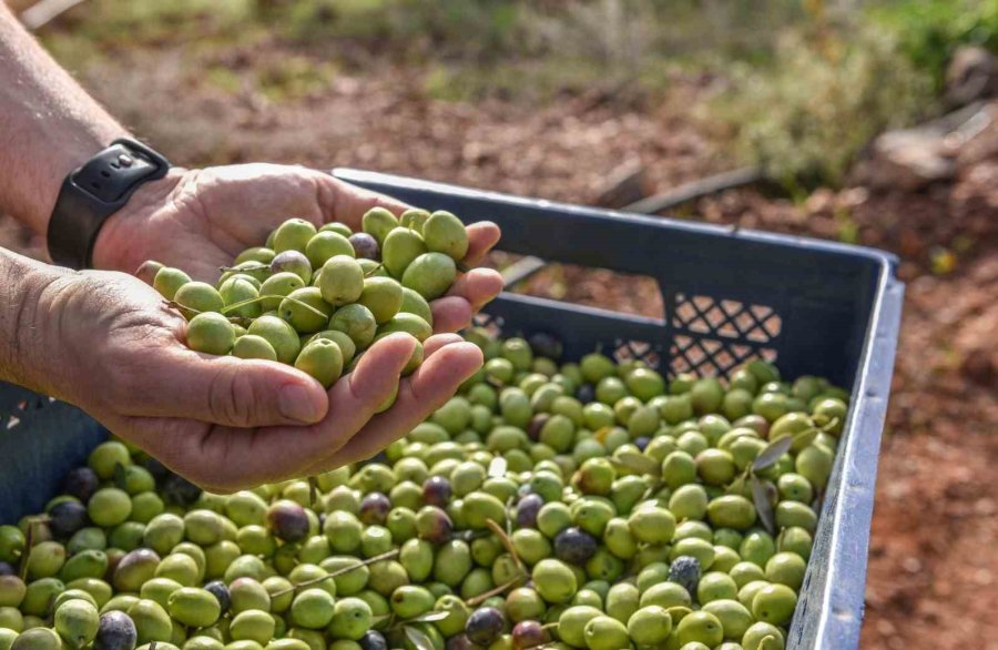 Kepez’den Zeytin Hasadı