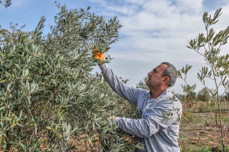 Kepez’den Zeytin Hasadı