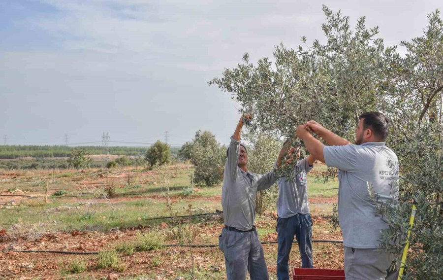 Kepez’den Zeytin Hasadı