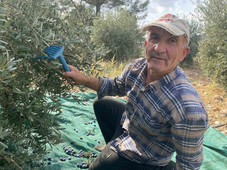 Antalya’da Şarkılı Türkülü Zeytin Hasadı