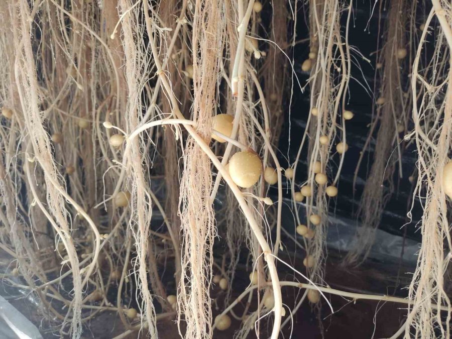 Topraksız Tarımla Patateste Tohumluk Üretim Arttı