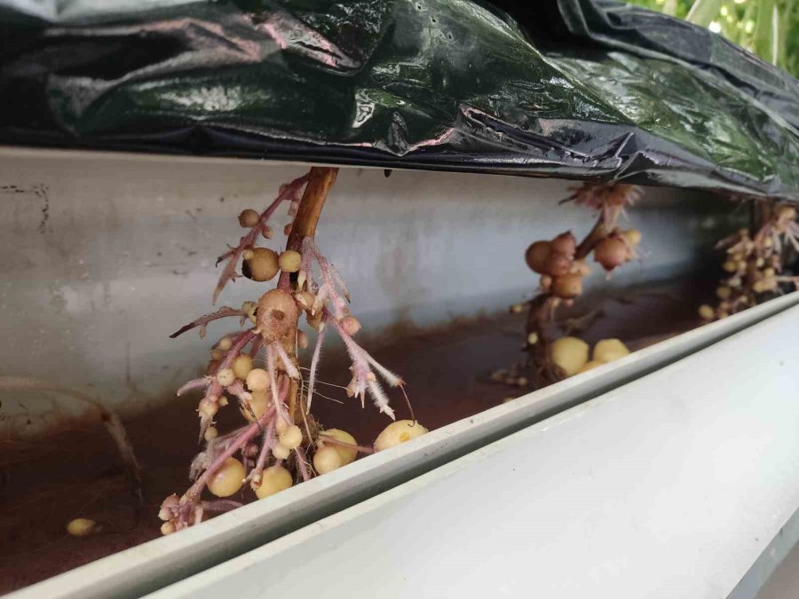 Topraksız Tarımla Patateste Tohumluk Üretim Arttı