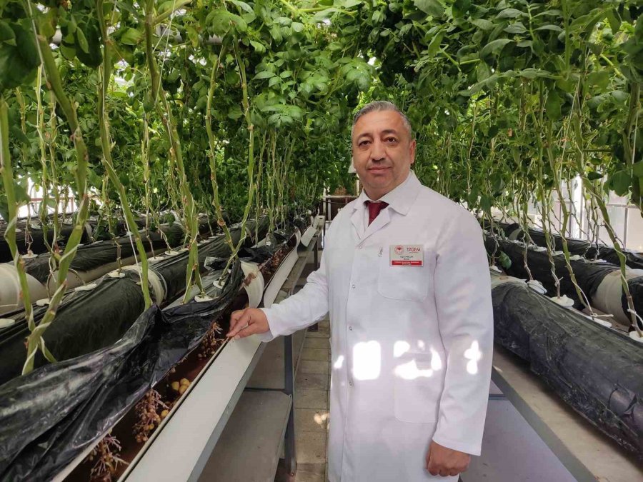 Topraksız Tarımla Patateste Tohumluk Üretim Arttı