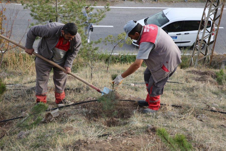 Melikgazi Geleceğe Nefes İçin, Birçok Mahallede Fidan Dikiyor