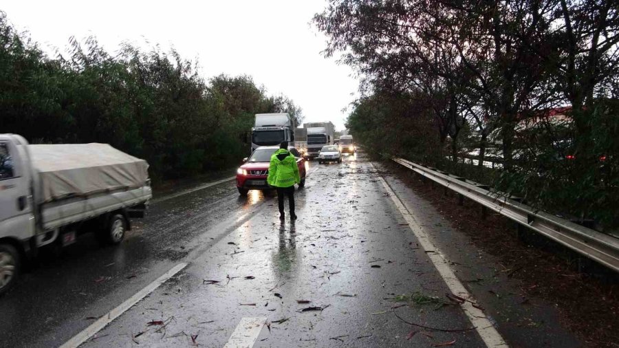 Antalya’da Fırtına Ağaçları Devirdi, Karayolunda Trafik Aksadı