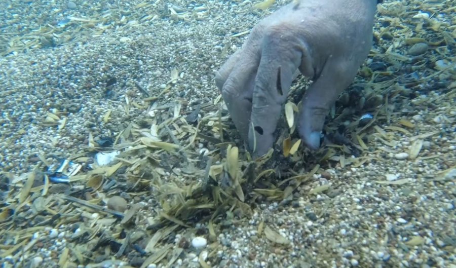 Dünyaca Ünlü Sahilde Denizin Altı Çekirdek Kabuğu Tarlasına Döndü