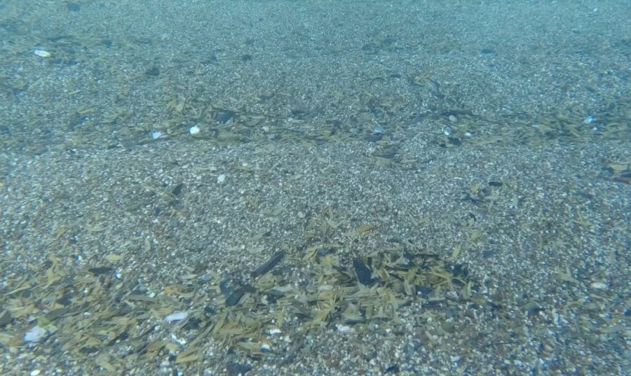 Dünyaca Ünlü Sahilde Denizin Altı Çekirdek Kabuğu Tarlasına Döndü