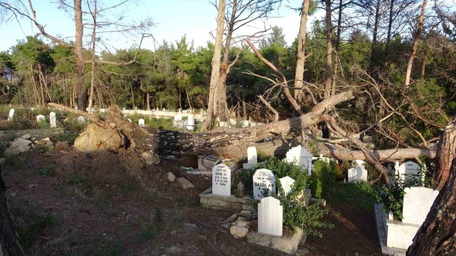 Şiddetli Fırtınanın Söktüğü Ağaç Mezarları Tahrip Etti