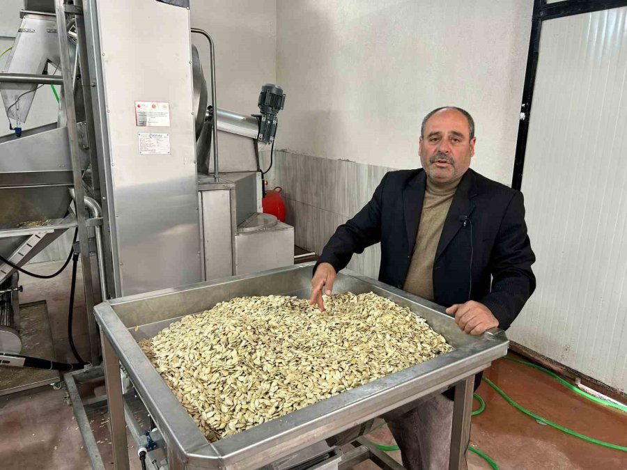 Tomarza’da Kabak Çekirdeğinde Seri Üretime Geçildi