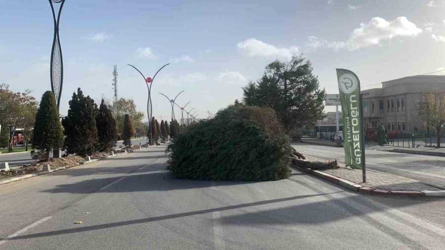 Karaman’da Şiddetli Rüzgâr Ağacı Kökünden Kırdı
