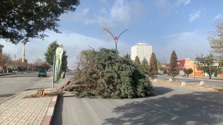 Karaman’da Şiddetli Rüzgâr Ağacı Kökünden Kırdı