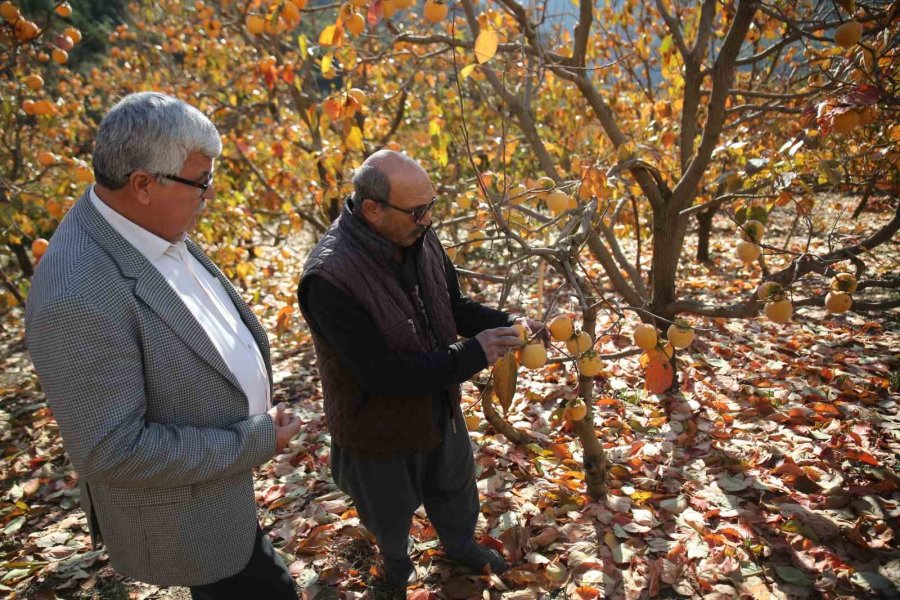 Dolu Trabzon Hurması Bahçelerini Vurdu